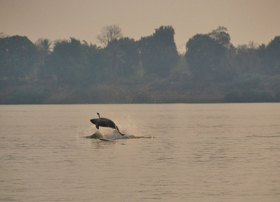 attraction-Dolphin Habitat Site 2.jpg